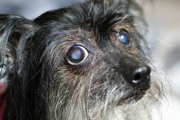 A close-up picture of an older dog with cataracts 