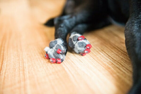 Pug wearing red toe grips on their hind feet