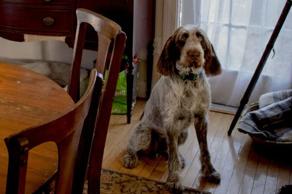 Spinone Italiano dog sitting in the kitchen near the dining room table