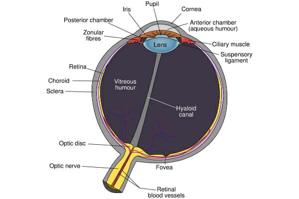 Diagram of the eye showing the lens, cornea, pupil, iris, and all parts of the eye