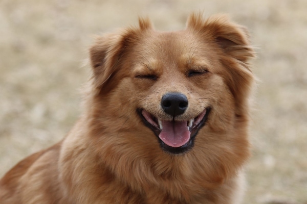 Pomeranian mix with eyes closed and looking happy