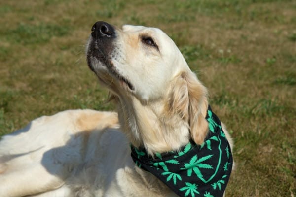 Golden Retriever wearing bandana sniffing the air