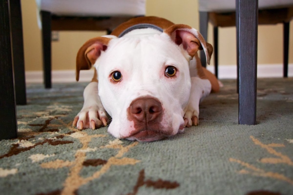 Pit Bull Puppy under the table, photo