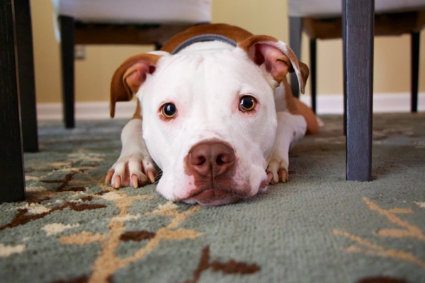 Pit Bull Puppy under the table