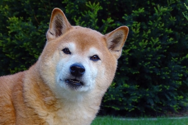 Senior Shiba Inu with his head tilted as if asking a question about CBD oil for dogs