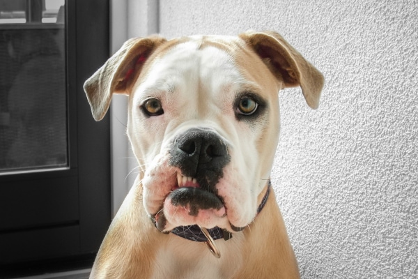 Young Bulldog sitting by the window