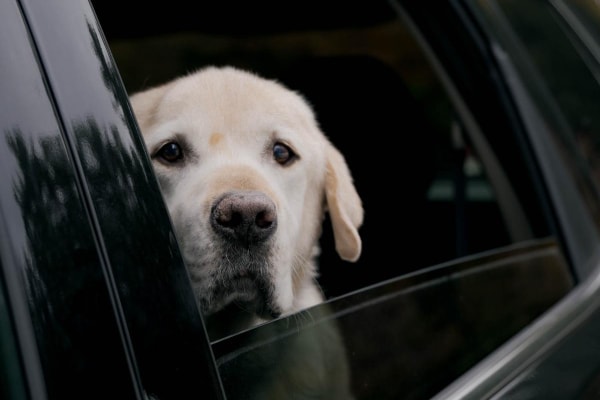 Senior Yellow Lab who may need cerenia for motion sickness while traveling a car
