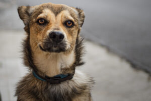 Can Cerenia for Dogs Help Your Vomiting Dog? - Dr. Buzby's ToeGrips for