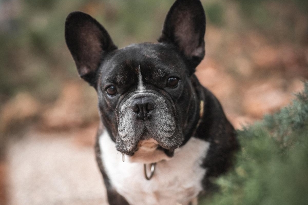 Senior French Bulldog that gets Cerenia for vomiting from kidney disease