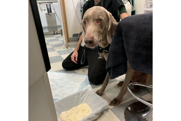 Weimaraner who just got a Cerenia injection after vomiting up bread dough.