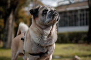 Can Cerenia for Dogs Help Your Vomiting Dog? - Dr. Buzby's ToeGrips for