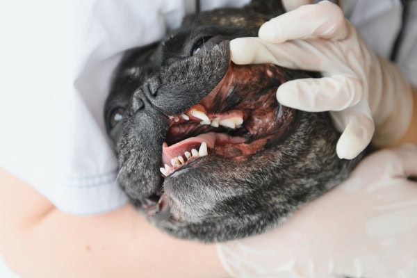 Vet examining a dog's mouth due to chattering teeth