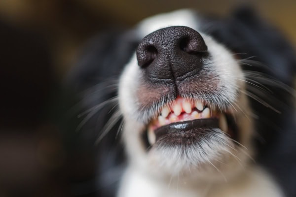 Dog chattering his teeth
