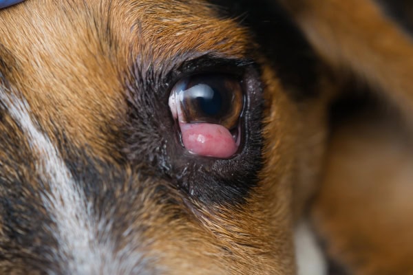 Close up of a dog with a cherry eye