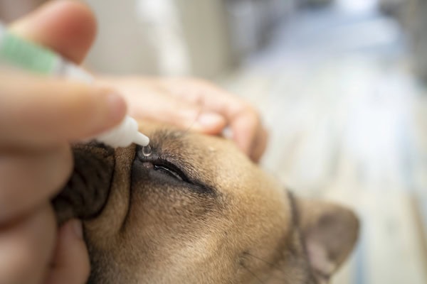 Placing an eye drop in a dog's eye