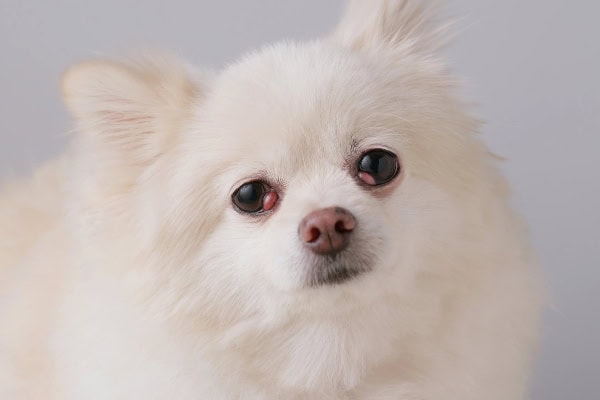 Pomeranian with bilateral cherry eye
