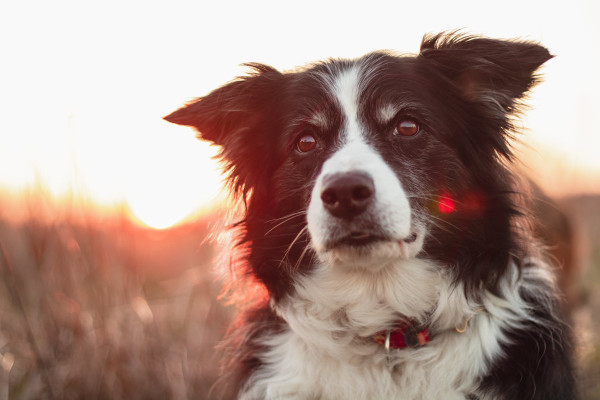 Senior dog outside in a field at sunset to illustrate the dog's journey through congestive heart failure in dogs