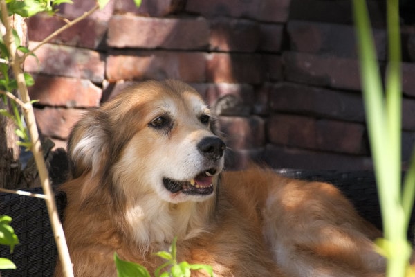 Senior dog who may have congestive heart failure, laying outside next to a brick wall