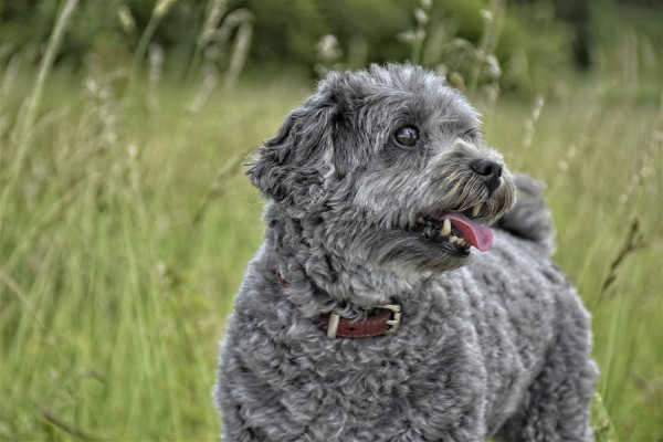 Small Poodle standing outside in the field to illustrate that smaller breeds are more prone to mitral valve disease, which can progress to CHF in dogs