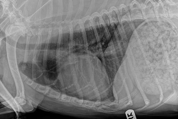 X-ray of a dog's chest