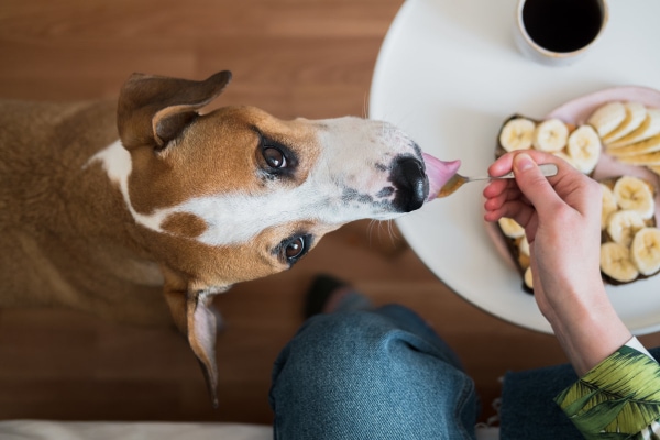 Dog licking a spoon with peanut butter banana on it