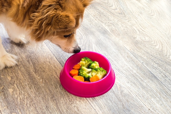  Dog looking at a dog food bowl with carrots and broccoli in it, which may be treats for diabetic dogs