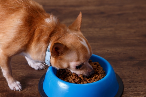 Chihuahua eating out of a food bowl to show the importance of feeding a diabetic dog twice daily