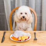 Can A Diabetic Dog Eat Chicken Breast? Diabetic Dog Feeding FAQs