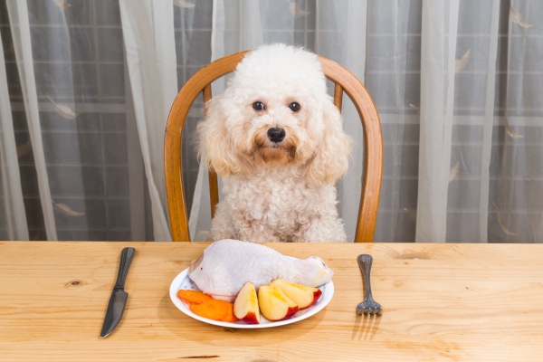 Poodle with diabetes sitting at the table with chicken and veggies in front of him