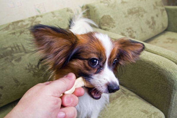 Papillon gnawing on a rawhide, which is not recommended for diabetic dogs or non-diabetic dogs