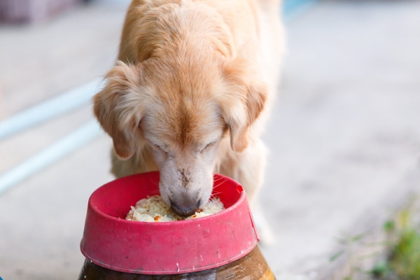 Dog eating rice out of a bowl