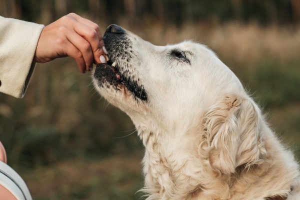 Senior dog eating a supplement