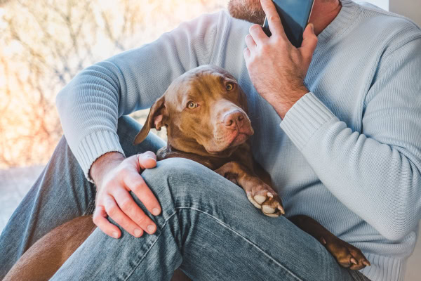 Owner calling the vet after dog ate a chicken bone