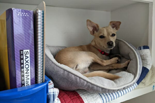 Bean laying in his dog bed next to some books, photo