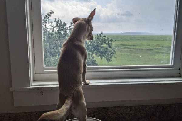 Bean looking out the window, photo