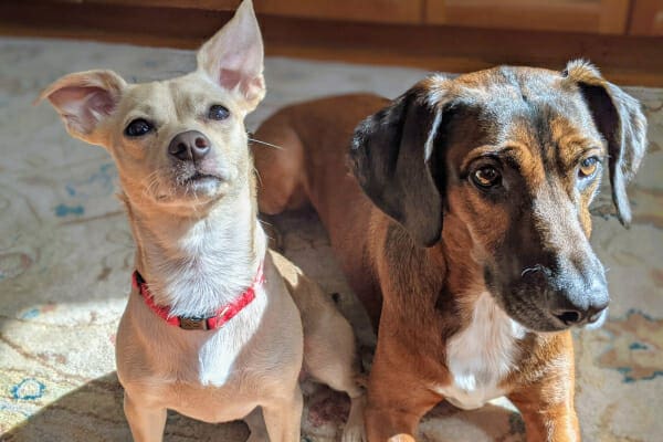 Bean and his sibling dog laying on the carpet, photo