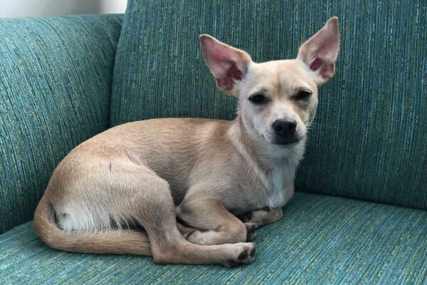 Bean, a blonde Chihuahua, laying on the couch, photo