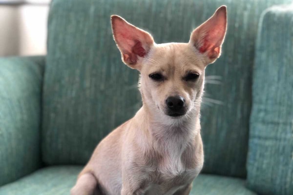 Bean sitting on a green couch, photo