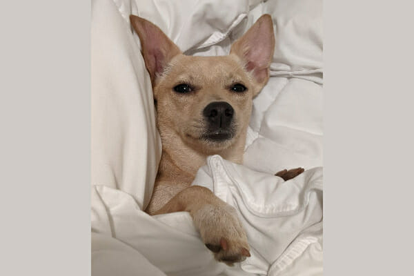 Bean all bundled up in the bedding, photo