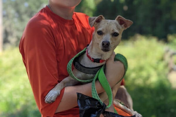 Being out on a walk with his human brother, photo