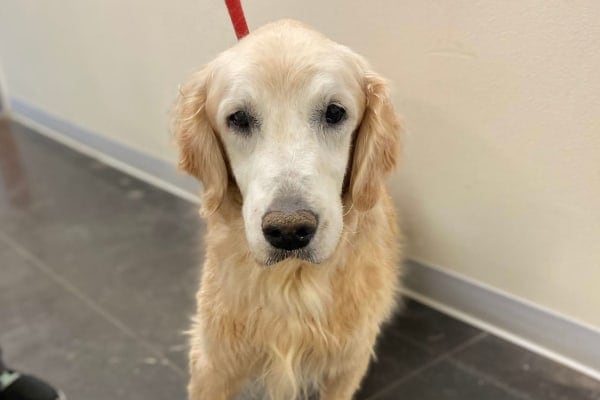 Senior Golden Retriever looking forward, photo