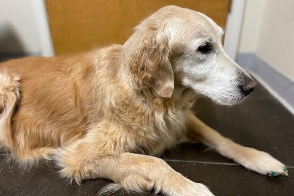 Senior dog laying down, photo