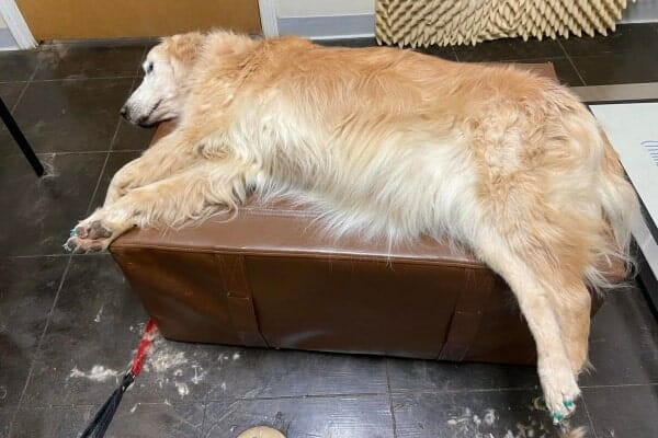 Senior Golden Retriever relaxed and laying down, photo