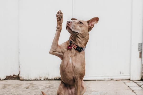 Senior dog raising his paw, photo