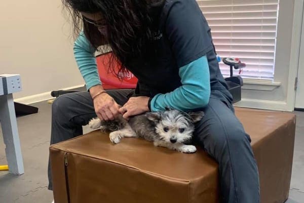 Small dog getting a chiropractic adjustment, photo