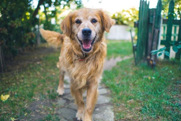 Senior golden retriever looking forward, photo