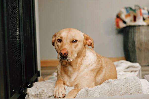 Yellow Lab lying down in his bed, photo