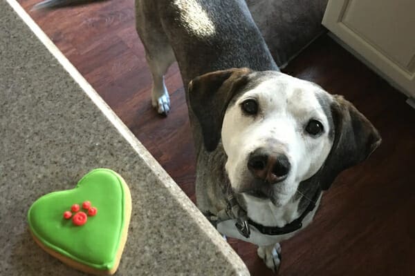 Senior dog waiting for a dog cookie on the counter, photo