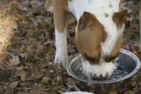 Pit bull drinking out of a water dish, photo