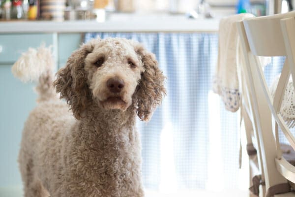 Poodle standing by the kitchen table, photo